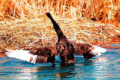 《尼尔》系列推出全新钢琴编曲专辑 4月16日发售